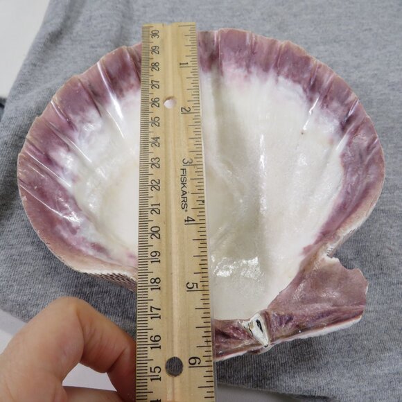 REAL Sea Shells PURPLE wide variety of sizes (all items in 1st pic) 1lb + - Picture 12 of 16